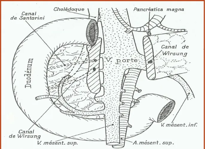 Figure 8 : Les rapports du pancréas avec la veine porte  