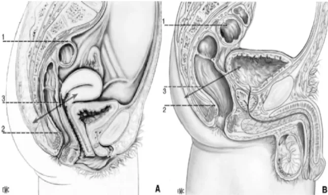 Figure 1 : A. Coupe sagittale du petit bassin chez la femme. B. Coupe sagittale du petit  bassin chez l’homme [1]