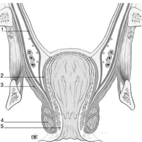 Figure 3 : Coupe frontale du bas rectum et du canal anal [1].