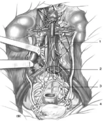 Figure 4 : Vue antérieure de l‘innervation rectale. Le fascia pariétal a été retiré [1].
