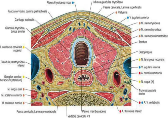 Figure 1: schéma d’une coupe transversale passant par C7 montrant les rapports anatomiques  de la thyroïde [11]