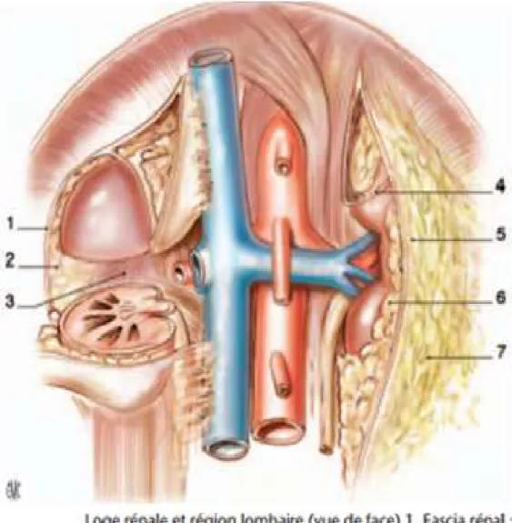 Figure 11: Moyens de fixité du rein (vue de face) [22]. 