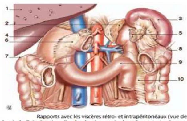 Figure 13: Rapports avec les viscères rétro et intra-péritonéaux (vue de face) [22]. 