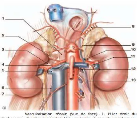 Figure 14: Vascularisation rénale (vue de face) [22]. 