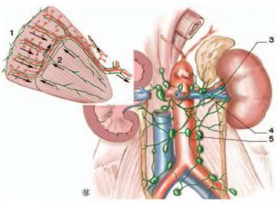 Figure 16: Vascularisation lymphatique (vue de face) [22]. 