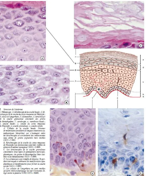 Fig. 3: structure de l’épiderme. 