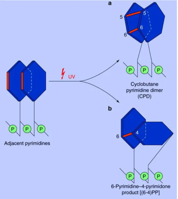 Fig. 12: Les lésions majeures d’ADN UV-induites [24]. 