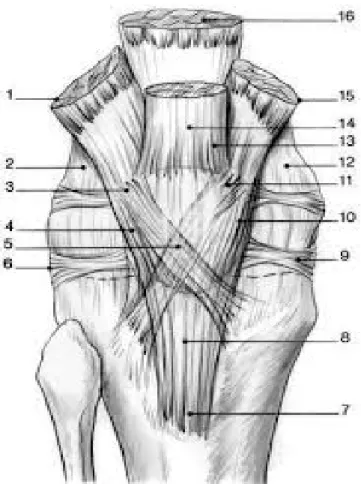 Figure 16: Anatomie de l’appareil extenseur. EMC [8] 