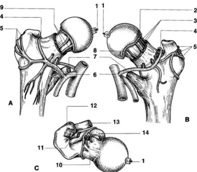 Fig 11 : Vascularisation de l’extrémité supérieure du fémur (30)  Les artères circonflexes