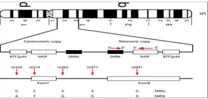 Figure 26: Localisation et structure du gène SMN sur le chromosome 5[77]. 
