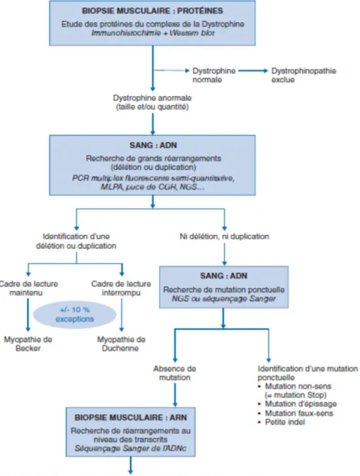 Figure 25: Arbre décisionnel du diagnostic moléculaire chez un cas index[69]. 