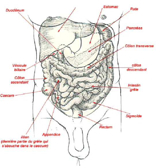 Figure 1 : schéma montrant l’anatomie topographique du côlon et de l’intestin grêle 