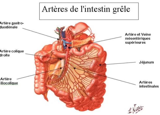 Figure 2:schéma montant la vascularisation artérielle de l'intestin grêle 