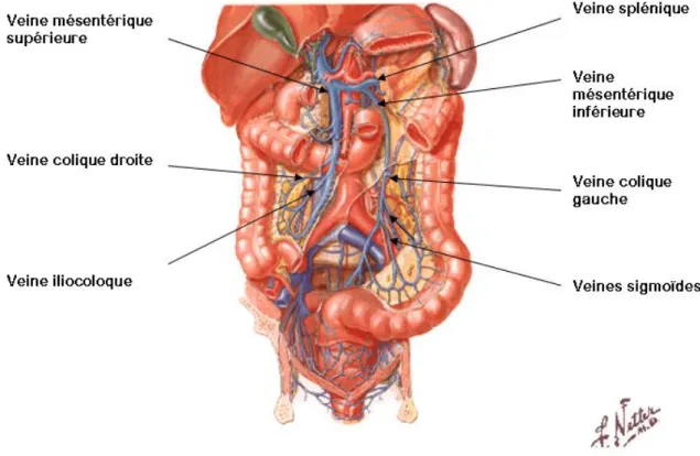 Figure 4:schéma montrant la vascularisation veineuse de l'intestin grêle et du côlon 