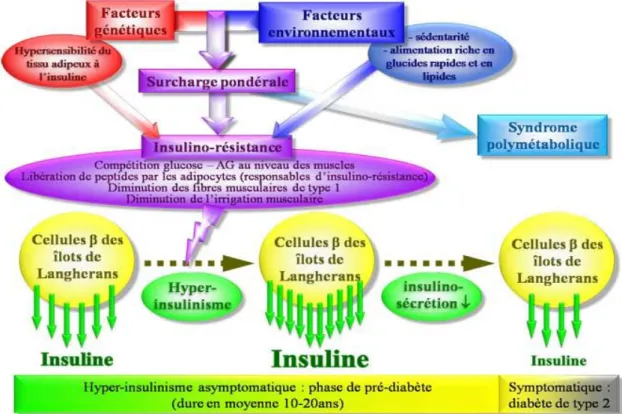 Figure 5 :  Physiopathologie du diabète de type 2[16].