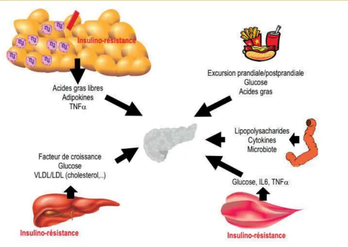 Figure 6:  Altération des cellules bêta pancréatiques dans le diabète de type 2 [1].