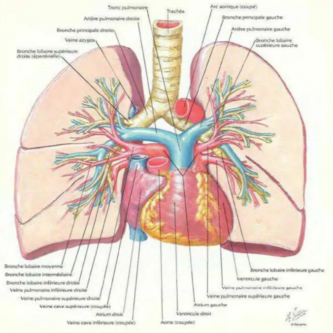 Figure 4: vue antérieure des deux poumons : artères et veines pulmonaires [5] 