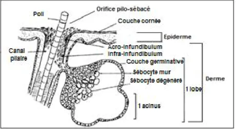 Figure 1 : Structure de la glande sébacée [19]. 