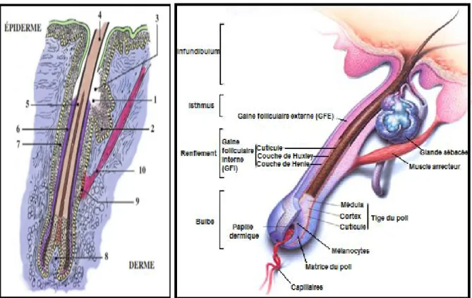 Figure 3 : Coupe longitudinale du follicule pilo-sébacé [29, 33]. 