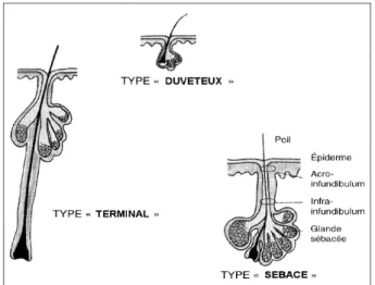 Figure 4 : Les trois types de follicules pilo-sébacés [19]. 