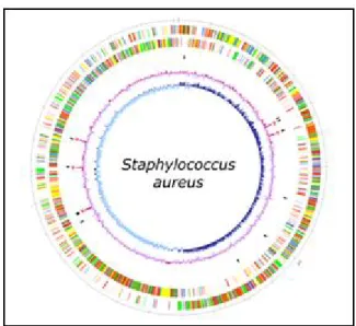 Figure 10 : Le génome de Staphylococcus aureus [52]. 