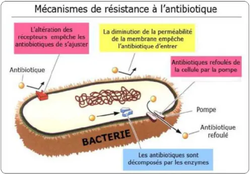 Figure 17 : Mécanismes de résistance aux antibiotiques [82]. 