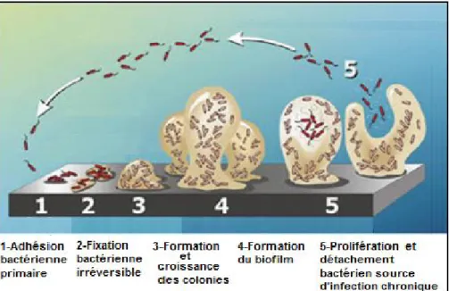 Figure 18 : Etapes de la formation d’un biofilm [83]. 