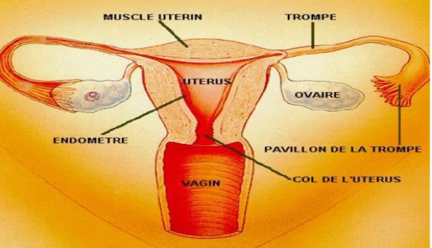 Figure 1 : Organes génitaux internes de la femme [1]. 