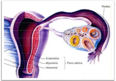 Figure 2 : Utérus [2] 