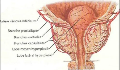 Figure 2. Vascularisation artérielle de la prostate [16]. 