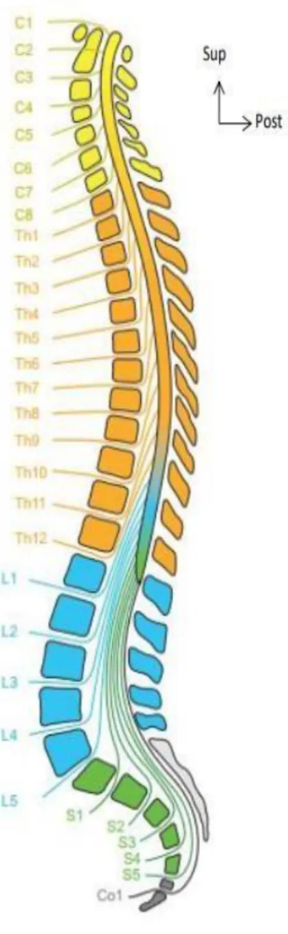 Figure 9 : Schéma du rachis en coupe sagittale montrant les segments médullaires, les  étages vertébraux et l’origine des différents nerfs rachidiens [31]  