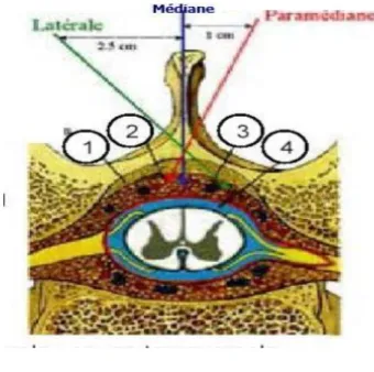 Figure 10 : Coupe transversale de Colonne vertébrale   [34] 