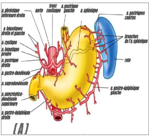 Figure 4: Vascularisation artérielle de l’estomac 