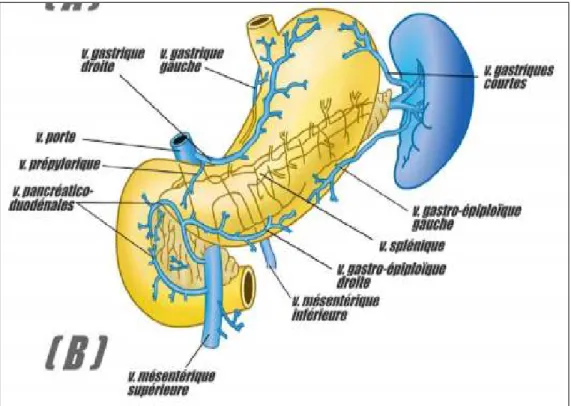 Figure 5: Vascularisation veineuse de l'estomac 