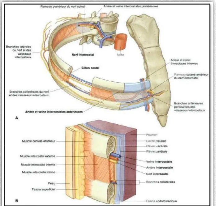 Figure 1: anatomie de l’arc intercostal[7] 