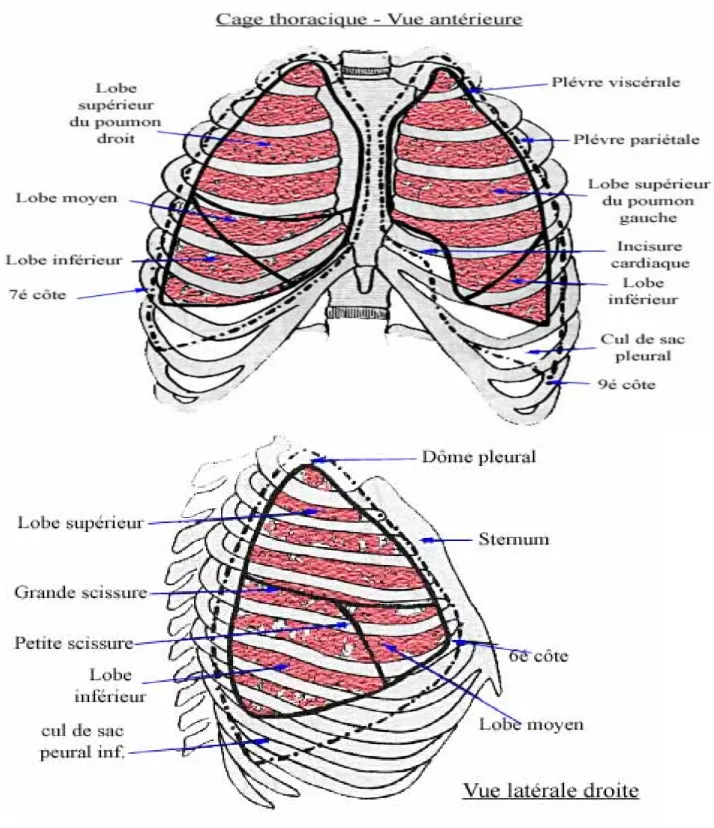 Figure 2:segmentation pulmonaire : vue de face et de profil [8] 