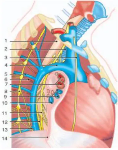 Figure 5 : vue latérale du médiastin. 