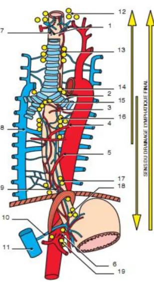 Figure 7: vascularisation de l'œsophage. 