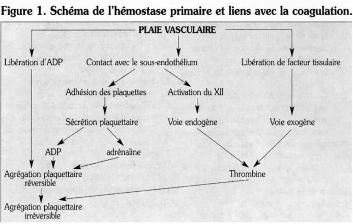 FIGURE 1 : schéma de l’hémostase primaire et liens avec la coagulation [3] 