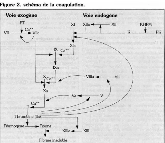 FIGURE 2 : schéma de la coagulation [3] 