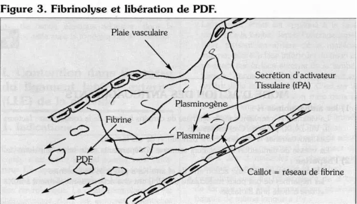 FIGURE 3: FIBRINOLYSE ET LIBERATION DE PDF [3] 