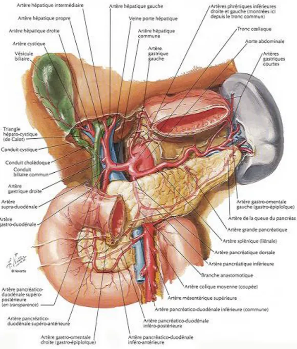 Figure 11 : vue schématique antérieure de la situation anatomique du pancréas après  ablation de l’estomac