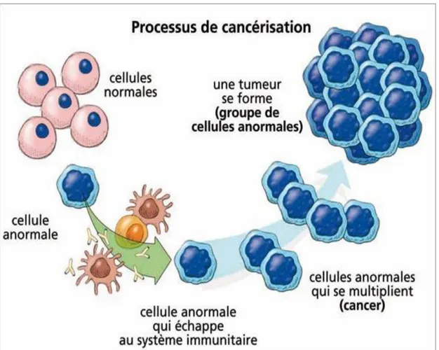 Figure  2 :  Le  processus  de  transformation  d’une  cellule  normale  en  une  cellule  cancéreuse  (cancérisation)