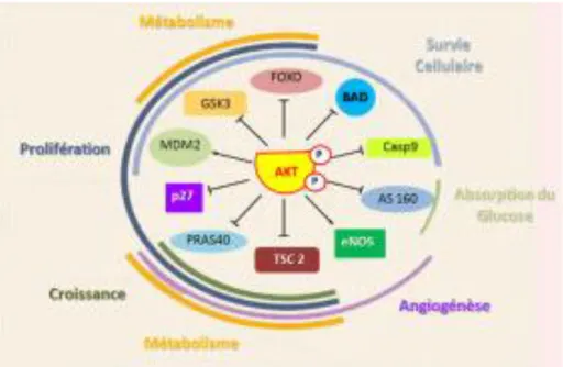 Figure  4:  Les  fonctions  cellulaires  de  la  protéine  kinase  AKT.  La  phosphorylation  de  ces  protéines  induite  par  L'AKT  conduit  à  leur  activation  (flèches)  ou  à  leur  inhibition  (flèches  bloquantes)