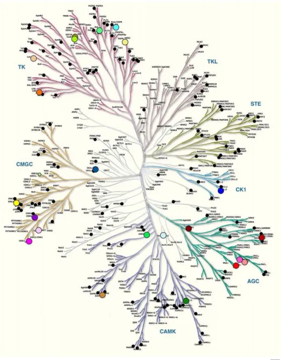Figure  7:  L’arbre  phylogénétique  de  la  superfamille  complète  des  protéines  kinases  humaines