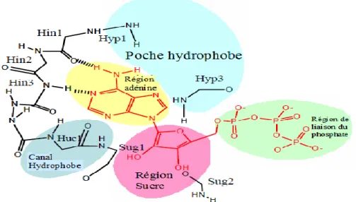 Figure 11: Le Modèle du site de liaison à l'ATP des protéines kinases.  