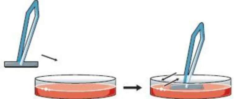 Figure 8:  Technique d'ensemencement des cathéters de Maki. [26]