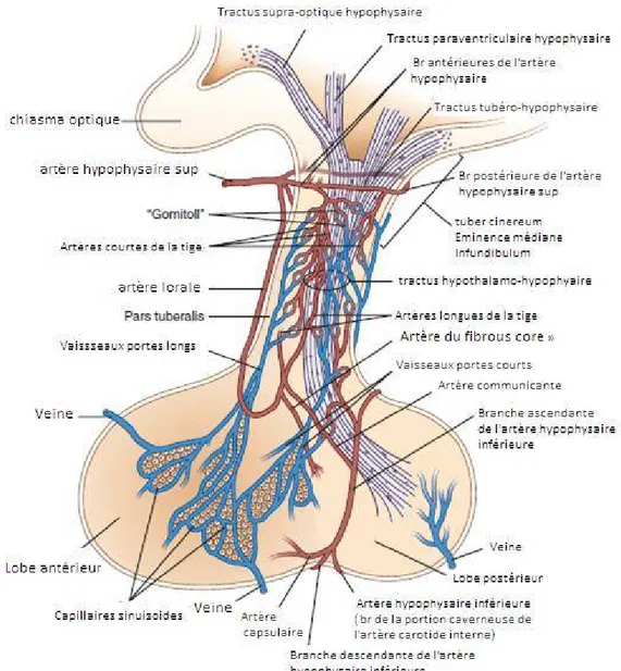 Figure 4: Schéma de la vascularisation de l'hypophyse [119] 