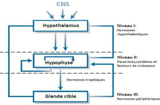 Figure 5: Schéma illustrant les 3 niveaux de contrôle Hypophysaire [120] 