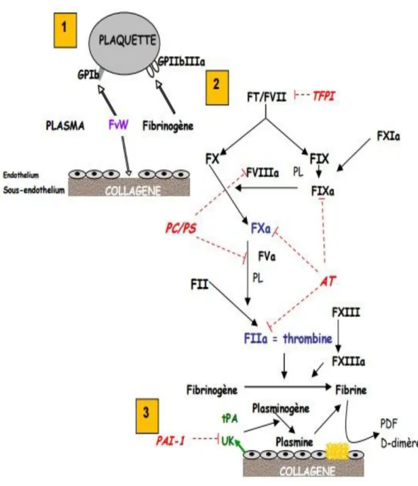 Figure 1 : Rappel des étapes de la physiologie de l’hémostase. 